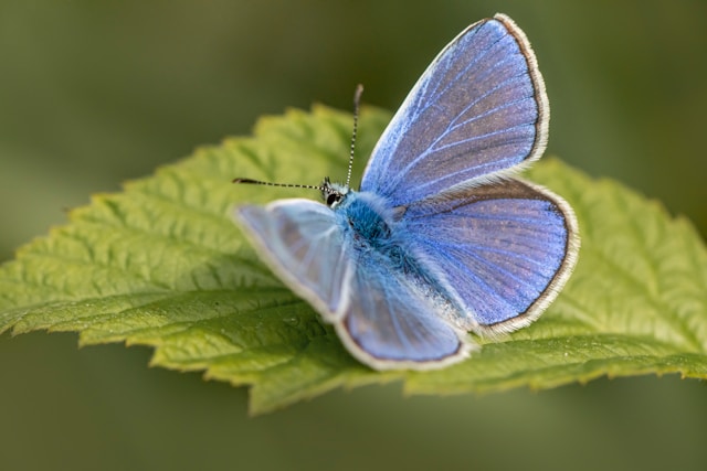 Papillon pour méthode RAIN Version II
