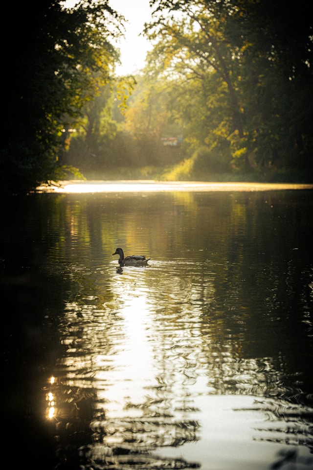 Canard pour illustrer la méthode RAIN